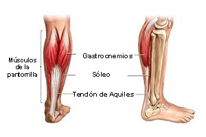 Anatomía tríceps sural