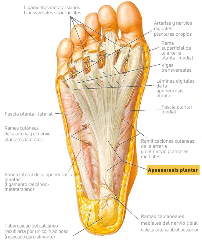 Anatomía y causas de la fascitis plantar