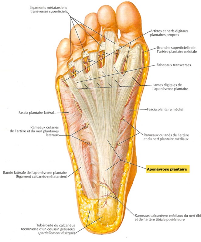anatomie du pied - aponécrose plantaire