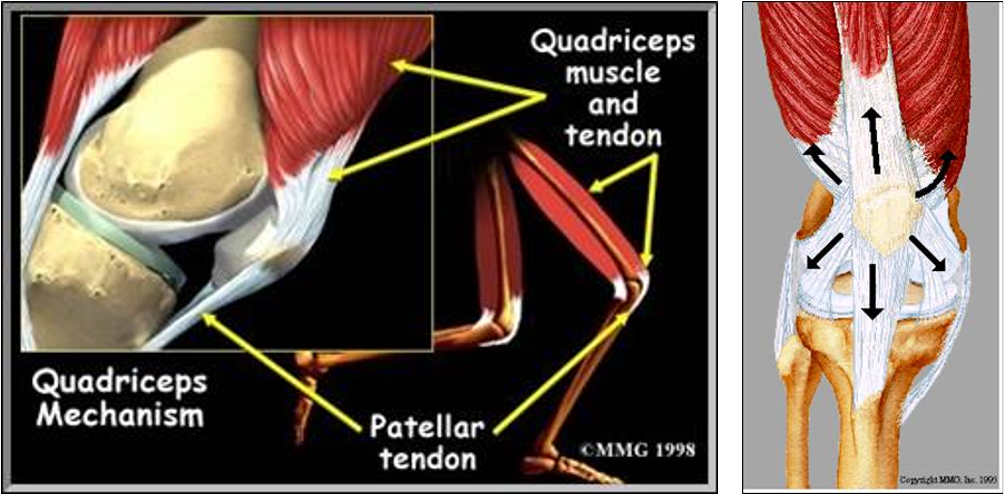 anatomie du genou