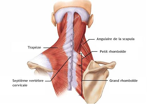 Fig. 2 Rachis cervico-dorsal
