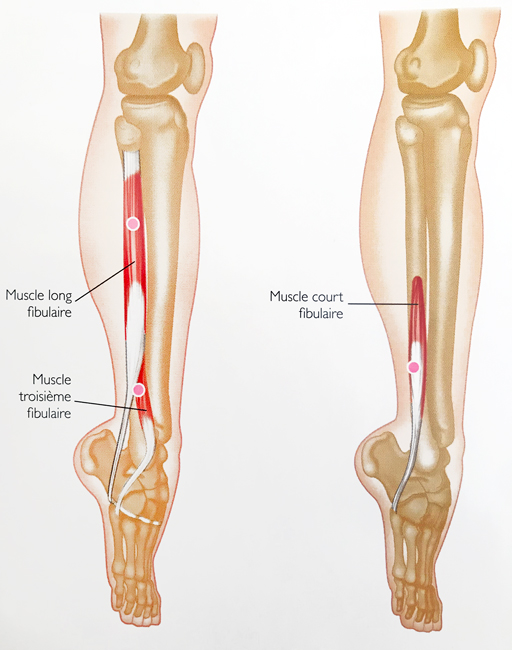 Points Trigger Fibulaires