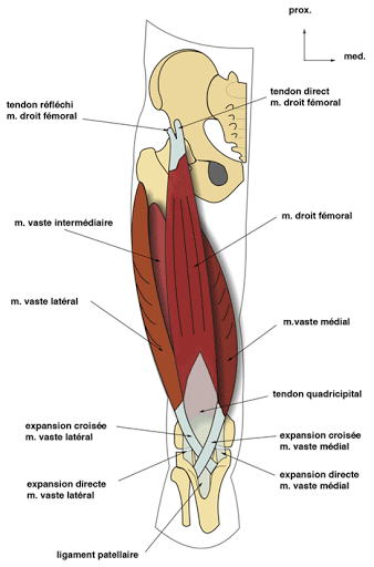Fig. 1 Quadriceps