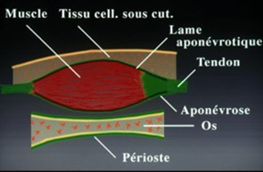 Fig. 2 Shéma du muscle et de ses structures av