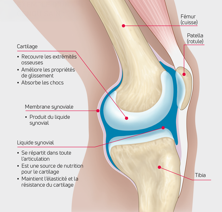 role articulation et liquide synoviale