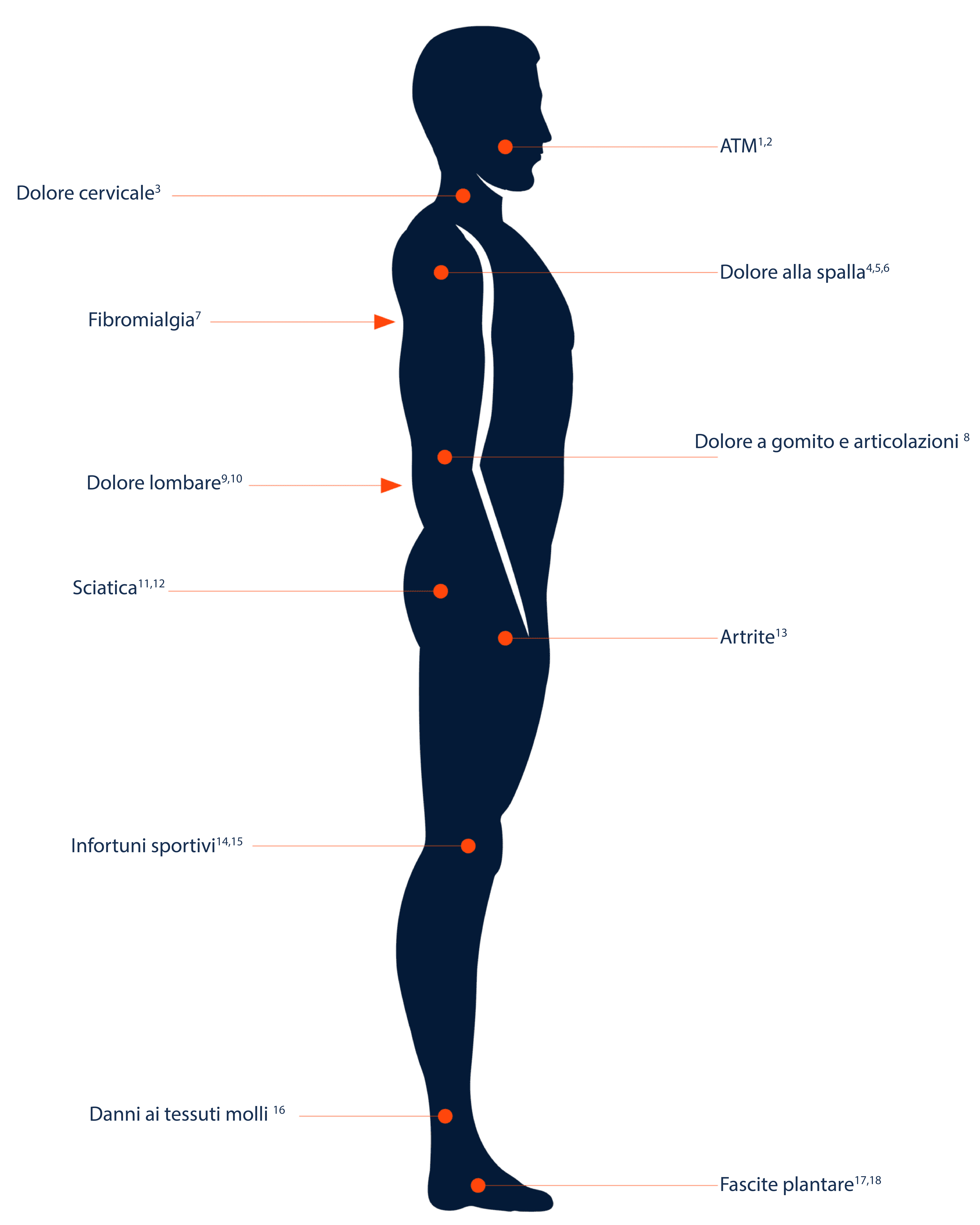 “Anatomical
