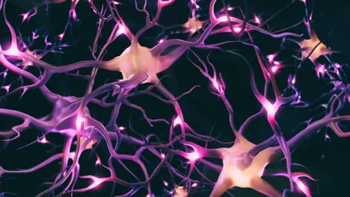 neurons