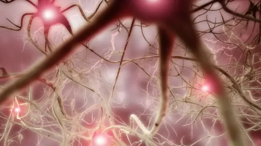 neurons
